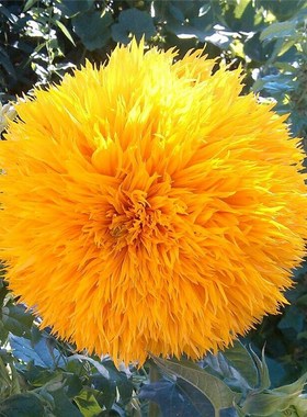 玩具熊向日葵种子食用彩色观赏矮葵花籽庭院四季播种易种植物花卉