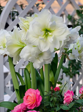 精灵进口重瓣朱顶红种球鬼魅四季种植室内外阳台庭院盆栽花卉植物