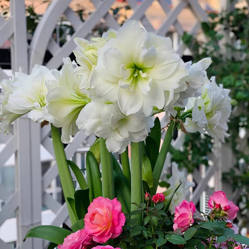 精灵进口重瓣朱顶红种球四季种植