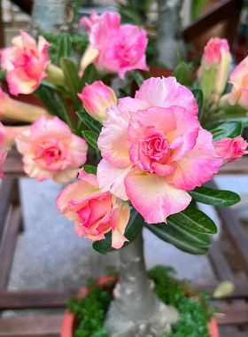 沙漠玫瑰盆栽重瓣花卉绿植带花苞多肉植物老桩室内常年开花苗好养