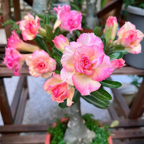沙漠玫瑰盆栽重瓣花卉绿植