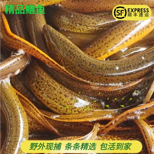信阳精品鲜活鳝鱼顺丰包邮