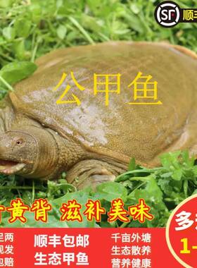 九星外塘公甲鱼鲜活食用中华