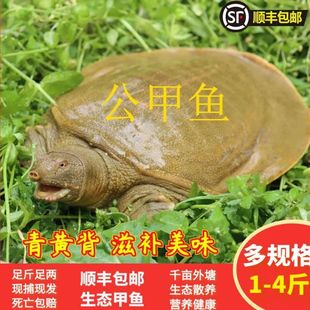 九星外塘公甲鱼鲜活食用中华鳖野外放养活水王八团鱼龟鳖青黄背