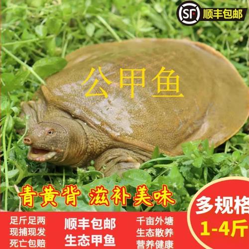 九星外塘公甲鱼鲜活食用中华