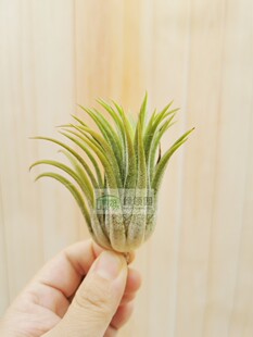 Tillandsia 雨林 ionantha Fat 肥仔精灵 展示 Boy 空气凤梨