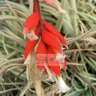 展示 空凤鸟岩T.recurvifolia v.sub.'Blood Orange'苏博坤'火橙'