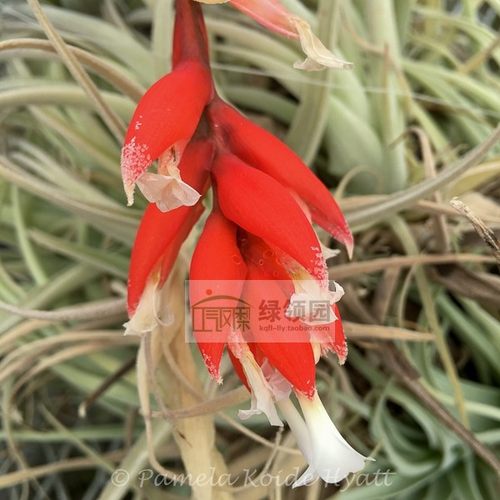 展示 空凤鸟岩T.recurvifolia v.sub.'Blood Orange'苏博坤'火橙'