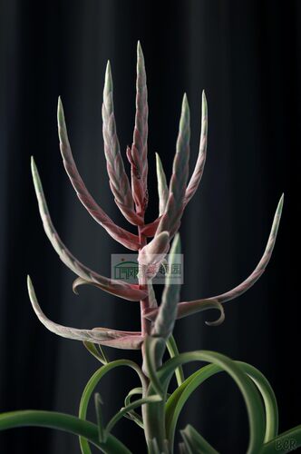 展示 空凤Tillandsia Art Candlestick 台湾注册品种美杜莎×花卷
