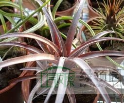 展示 空凤 热带珍品T.capitata 'Domingensis' 卡比塔塔'多明戈'