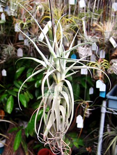 展示 热带 Tillandsia paleacea v.apurimacensis折叶型粗糠变种