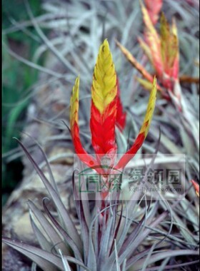 展示 空气凤梨 热带 T. fasciculata 'Hondurensis'费洪巨型变种