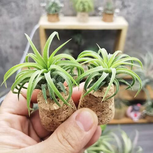 直播 一物一拍  F. Ionantha Firecracker爆竹精灵