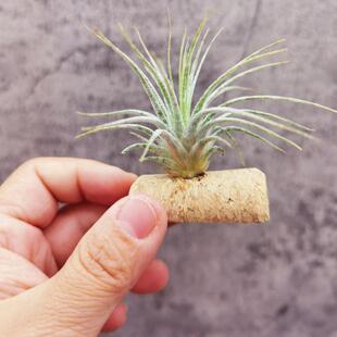 空气凤梨室内无土栽培 T. Ionantha Zebrina 斑马精灵国际