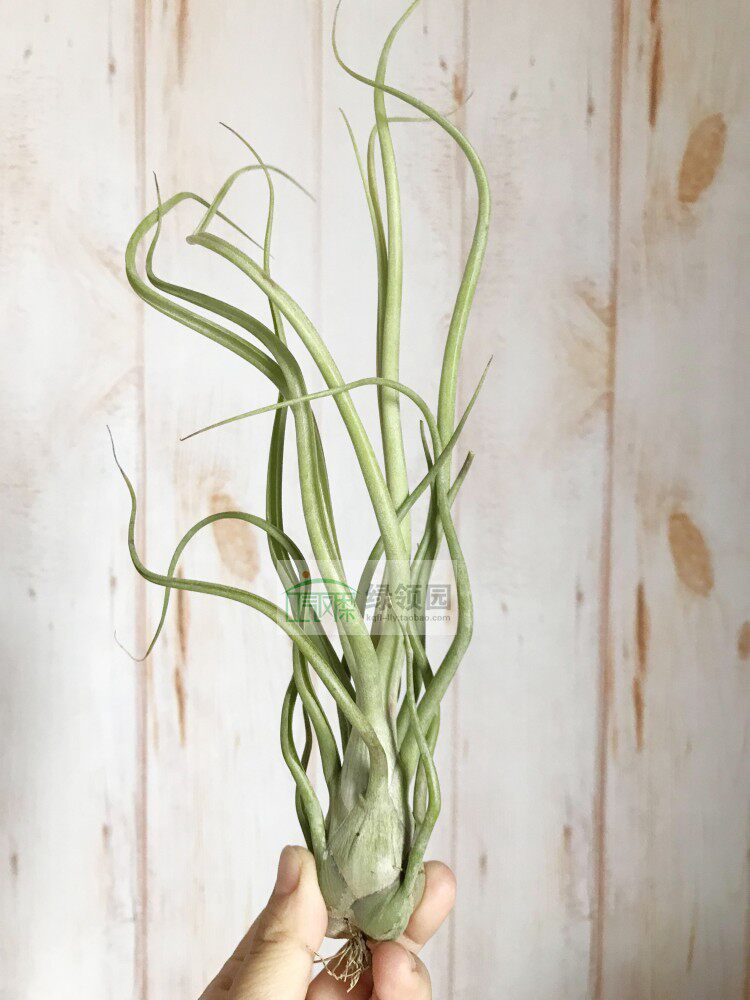 展示 空凤 Tillandsia Bulbous On Parade 章鱼天堂x章鱼美杜莎