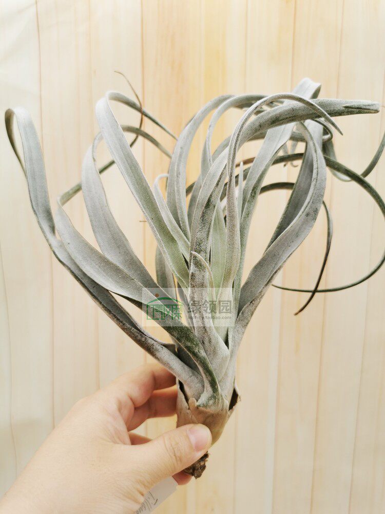 展示 空气凤梨 Tillandsia chiapensis KK香槟（能长多花苞）
