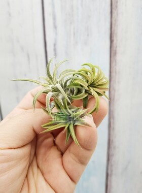 展示 绿领园空气凤梨植物无土栽培Ionantha Firecracker爆竹精灵