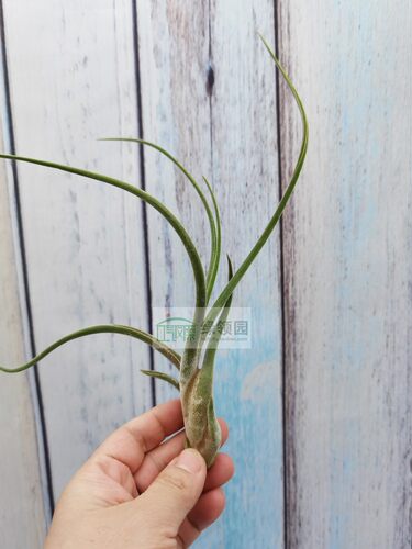 美杜莎紫色侧芽空气凤梨