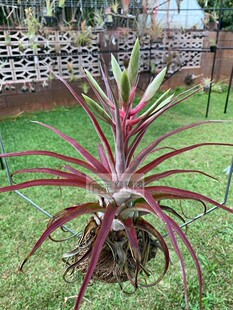 展示 空气凤梨 Tillandsia Naturally Gorgeous 电卷×修女