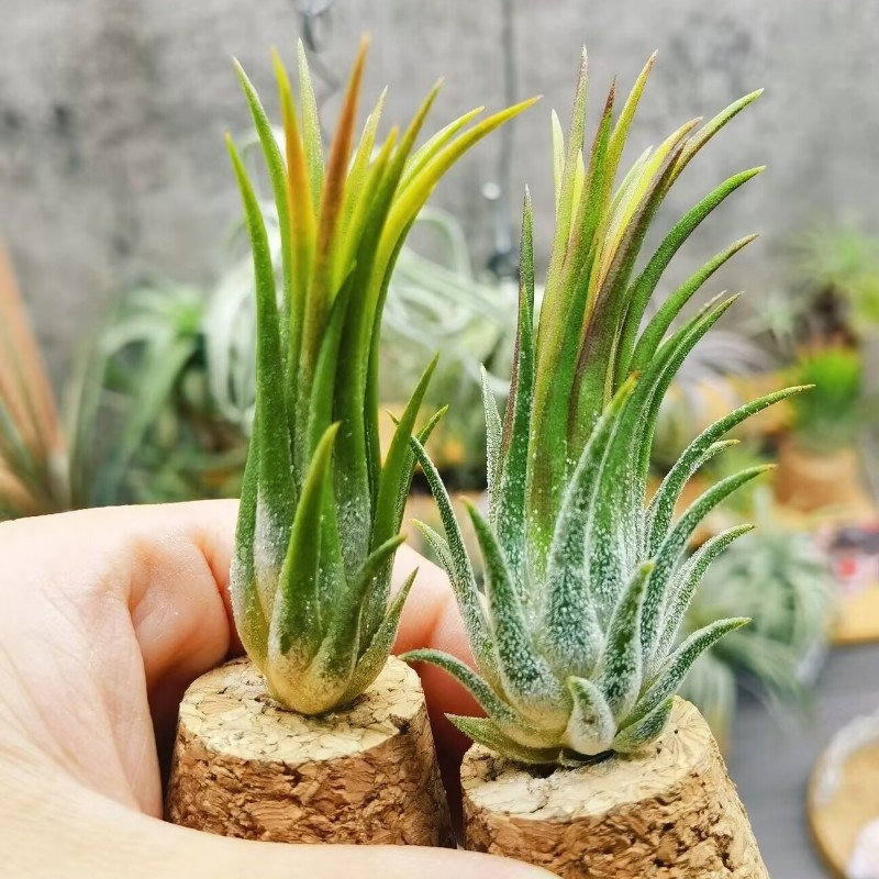 直播专拍 一物一拍 T.ionantha 'Fuego'热带大福果精灵