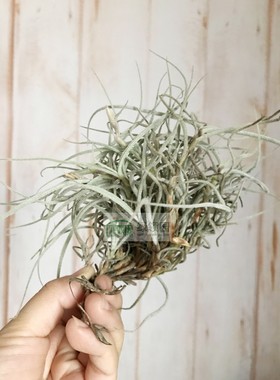 展示 空气凤梨 Tillandsia crocata Brandywine卡卡它“白兰地”