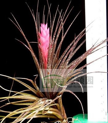 展示空凤 Tillandsia Tenuifolia Bush Giant蓝色花布什巨型种