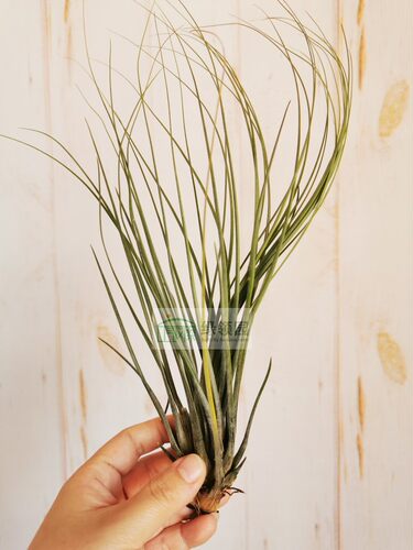 展示 空气凤梨 Tillandsia Juncea Giant 巨型大三色