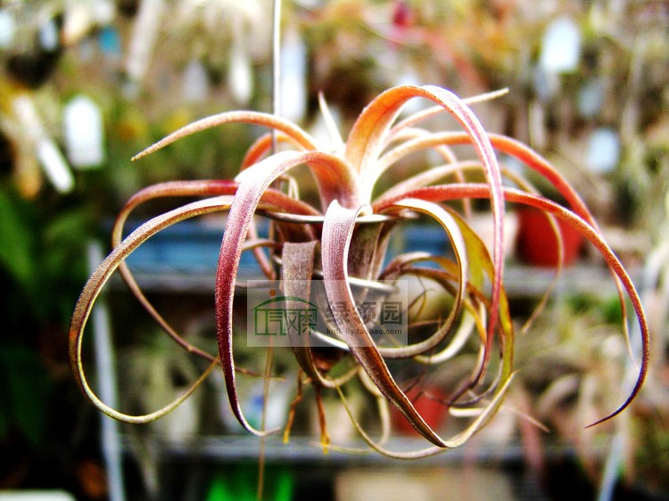 展示 空凤 T.Curly Polly(strephylla x polystachia)电卷x波利