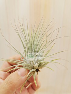 展示 空凤  T.ionantha Guatemala Soft Leaf软叶危地马拉精灵
