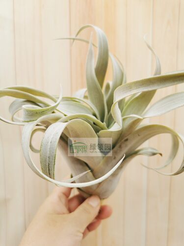 展示 空气凤梨 Tillandsia Capitata Peach卡比水蜜桃