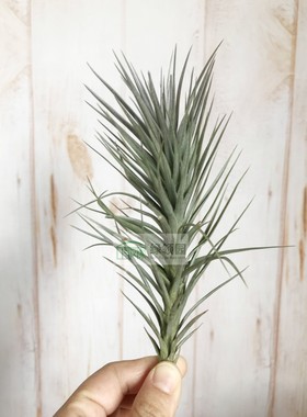 展示 空气凤梨 Tillandsia Araujei Purple Form 阿朱伊紫色开放