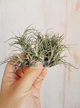 展示 空气凤梨 Tillandsia Crocata v Tristis 卡卡他变种