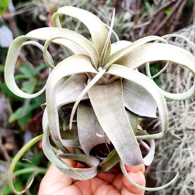 国内手播空凤品种多血统杂交T.Oriental Laughing Buddha东方笑佛