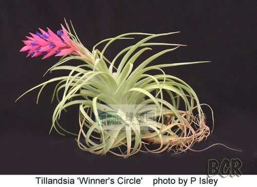 展示 热带 Tillandsia 'Winners Circle'神秘系列红花白银x红花瓣