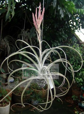 展示 T.Lyrical Lace(T.exserta x T.caput-medusae)喷泉x美杜莎