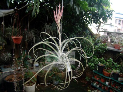 展示 T.Lyrical Lace(T.exserta x T.caput-medusae)喷泉x美杜莎