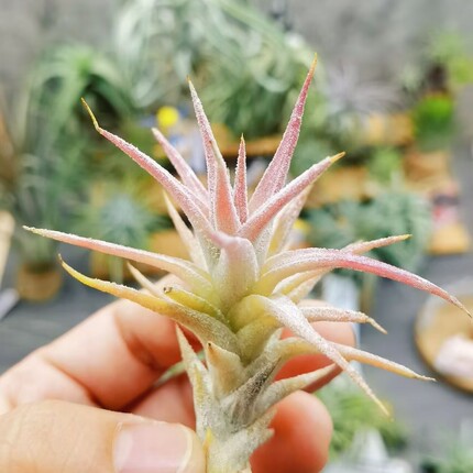 直播一物一拍 热带T.ionantha v.van-hyningii肥万汉精灵