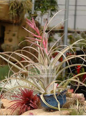 展示 空气凤梨 Tillandsia Rhonda R 美杜莎 x 喷泉