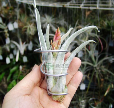 展示 空凤 Tillandsia Caput 