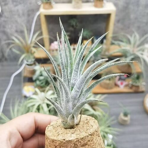 直播 一物一拍 空气凤梨鸟岩 T. Little Thunder 精灵x普布斯