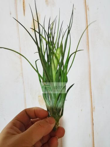 展示 空气凤梨 Tillandsia Stricta Black Tip 多国黑色告示牌