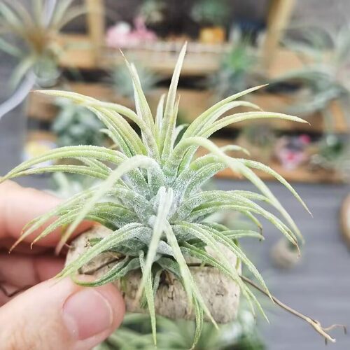 直播 一物一拍 热带T.ionantha 'Mexican Zebra'墨西哥'驴精'