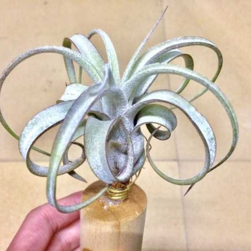 空气凤梨植物无土栽培室内装饰Bird Rock Elegance电卷x普布斯 - 封面