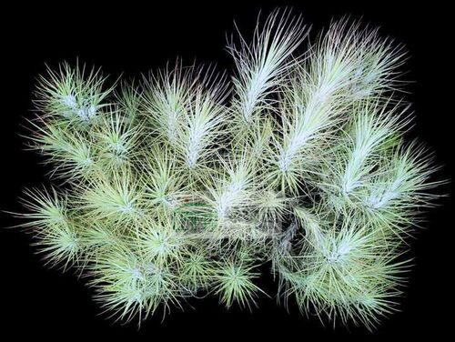 展示 空气凤梨 热带 Tillandsia funckiana (Long Leaf)长叶狐尾 - 封面
