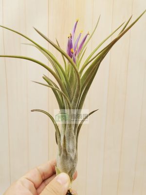 展示 雨林  Tillandsia Mordor Fire 花中花x福果