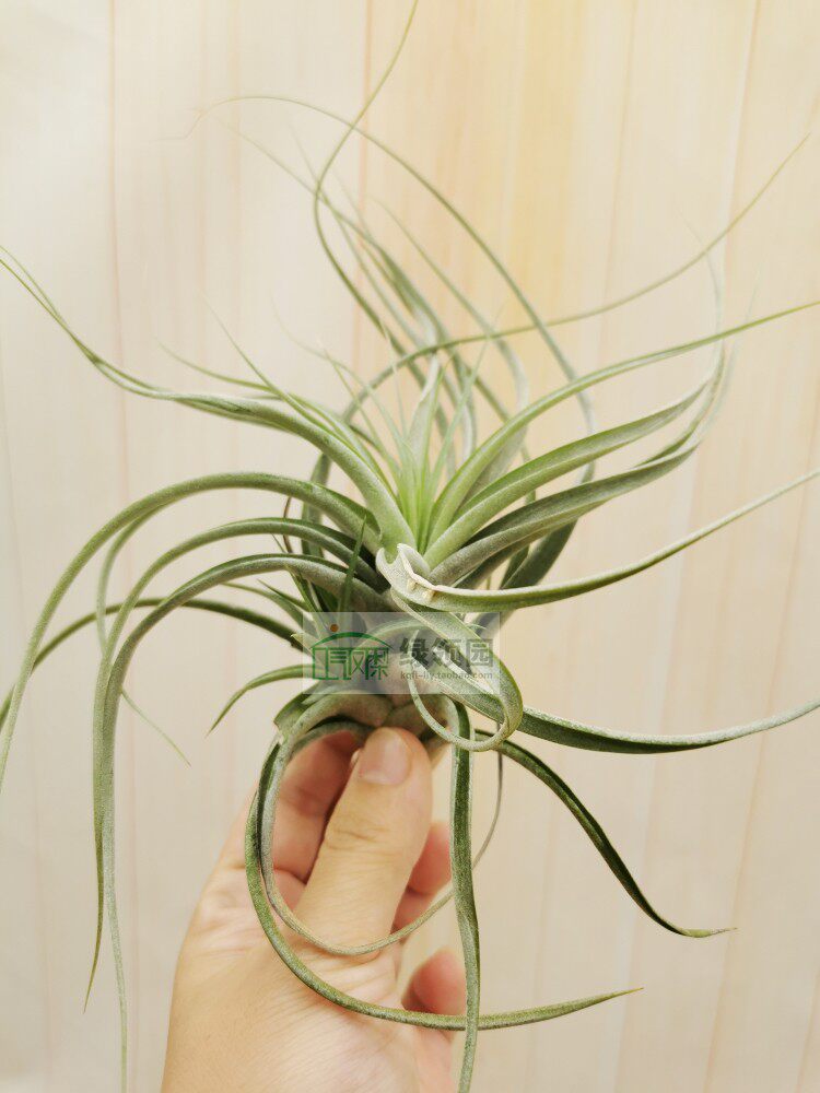 展示 空气凤梨 Tillandsia Brachy. X Schiedeana贝可利x琥珀