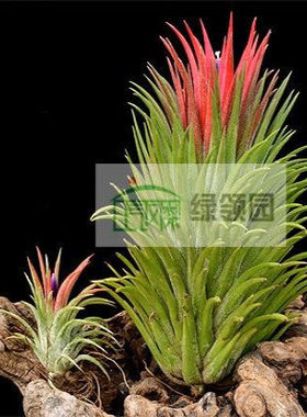空气凤梨【展示】Tillandsia ionantha Gigante 大的原生种巨型
