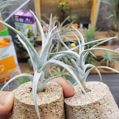 直播 一物一拍 热带T.mitlaensis var.tulensis 子弹变种