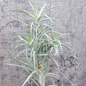 Isabel’ 空气凤梨植物室内无土热带杂交 ‘Sweet 鸡毛掸子x粗康