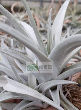 展示 空气凤梨 Tillandsia schatzlii鸟岩粗皮